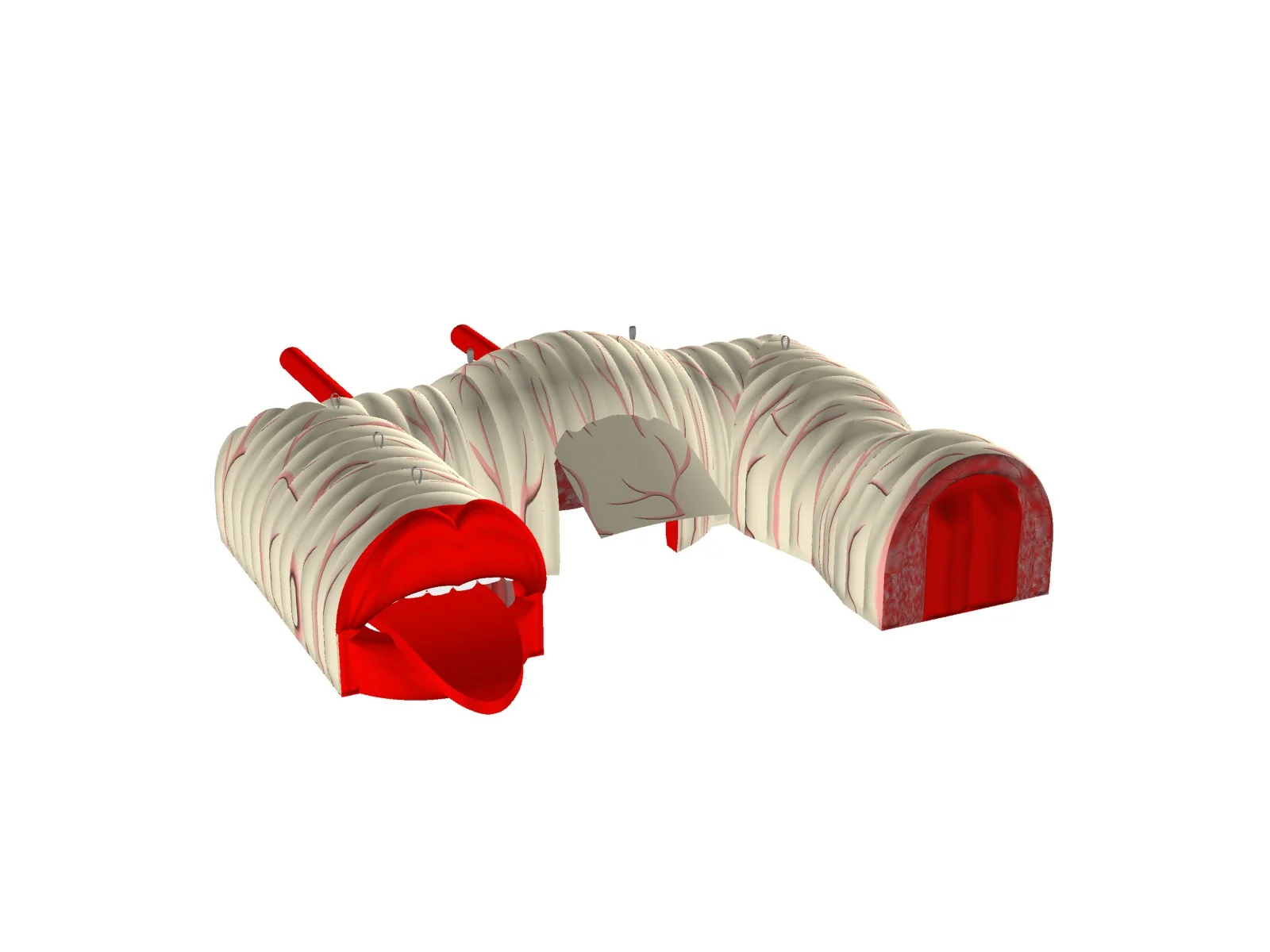 3D design render of the full digestive system exhibit